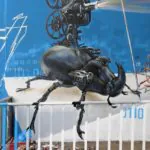 Bird P797 GeypenM - Meeting of Styles: International Street Art & Graffiti