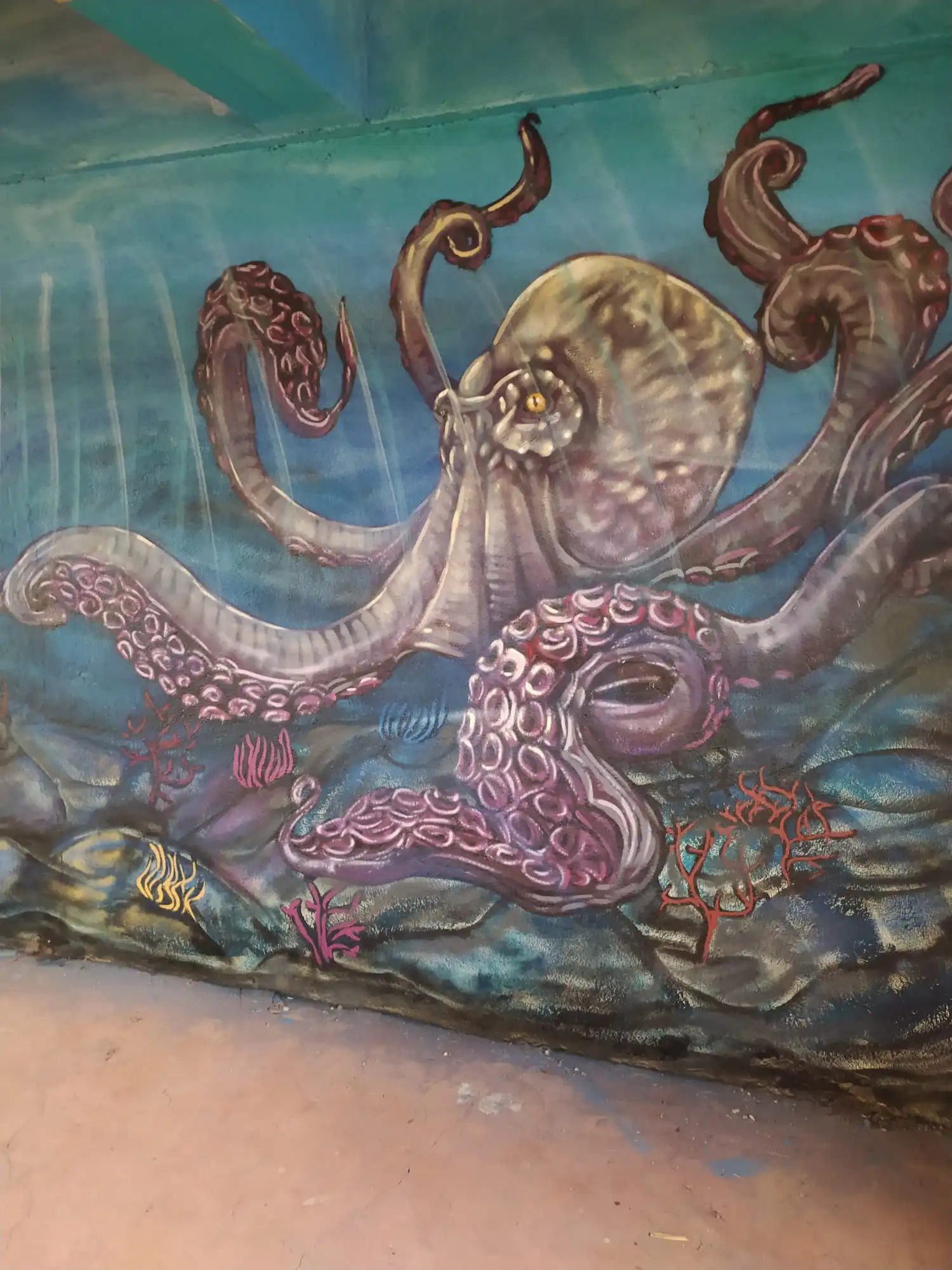 Pieuvre etat des lieux